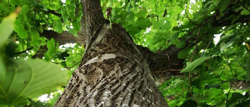 Eine Nahaufnahme des Stammes eines hohen Baumes mit strukturierter Rinde und üppigen grünen Blättern. Das Sonnenlicht fällt durch das Laub und schafft ein geflecktes Muster.