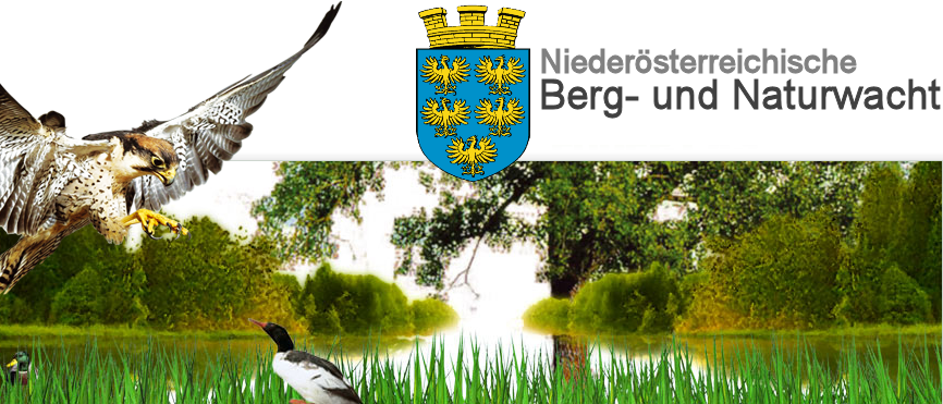 Bild enthält, Animal, Beak, Bird, Nature, Outdoors, Pond, Vegetation, Kite Bird, Grass, Vulture