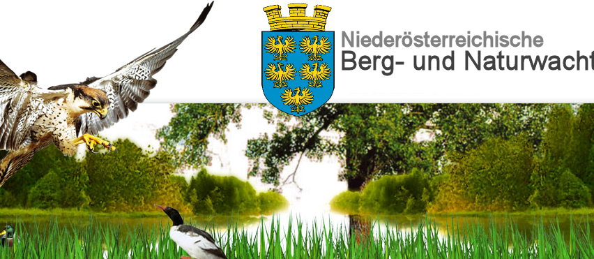 Bild enthält, Animal, Beak, Bird, Nature, Outdoors, Pond, Vegetation, Kite Bird, Grass, Vulture