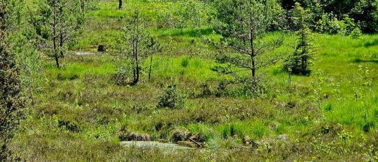 Eine grasbewachsene Landschaft mit einer Mischung aus hohen und niedrigen Bäumen und Sträuchern. Ein kleiner Teich ist in der Mitte sichtbar.