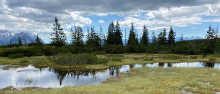 Bild enthält, Land, Nature, Outdoors, Swamp, Water, Pond, Wilderness, Tree, Vegetation, Scenery