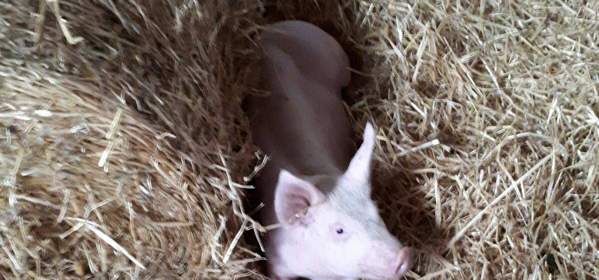 v1_migrated_image_78092288