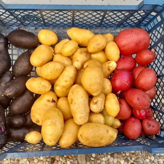 Bild enthält, Food, Plant, Potato, Produce, Vegetable, Fruit, Pear, Animal, Mammal, Pig