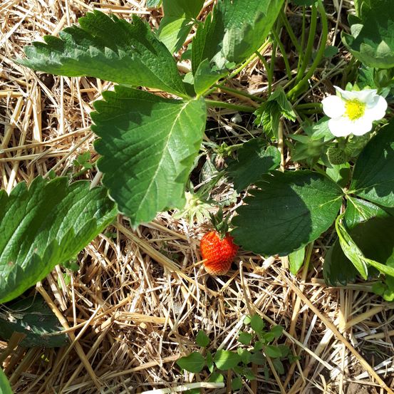 Bild enthält, Berry, Food, Fruit, Plant, Produce, Strawberry, Outdoors, Straw, Herbal, Leaf