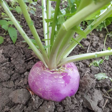 Bild enthält, Plant, Food, Produce, Turnip, Vegetable, Rutabaga