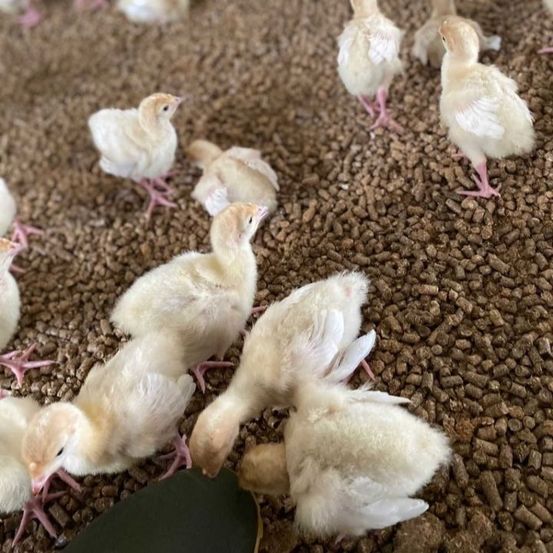 Bild enthält, Animal, Bird, Chicken, Fowl, Poultry