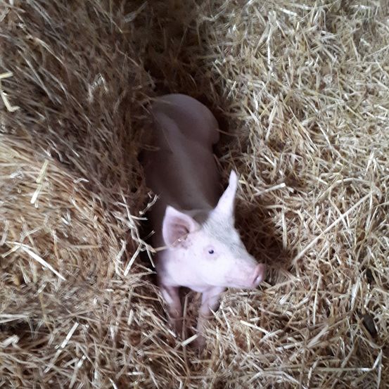 Bild enthält, Animal, Mammal, Pig, Countryside, Nature, Outdoors, Straw, Hog