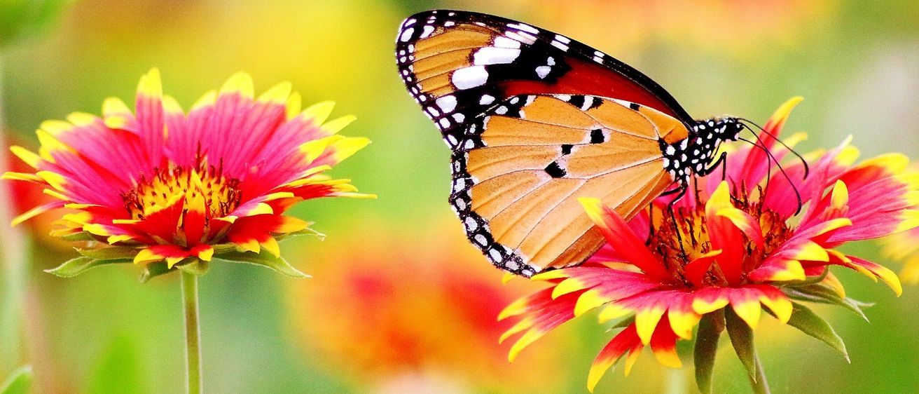 Bild enthält, Flower, Petal, Plant, Daisy, Pollen, Animal, Insect, Invertebrate, Butterfly, Dahlia