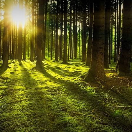 Bild enthält, Sunlight, Vegetation, Land, Nature, Outdoors, Woodland, Scenery, Sky, Flare, Sun