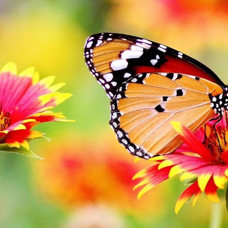 Bild enthält, Flower, Petal, Plant, Daisy, Anther, Animal, Dahlia, Butterfly, Insect, Invertebrate