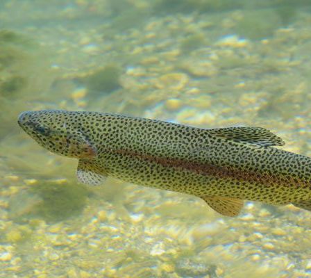 Bild enthält, Animal, Fish, Sea Life, Trout
