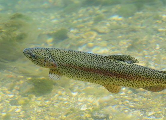 Bild enthält, Animal, Fish, Sea Life, Trout