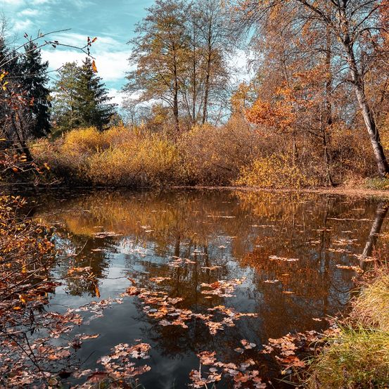 Ein ruhiger Teich im Herbst, umgeben von Bäumen und Büschen, mit Spiegelungen von Bäumen und Blättern, die auf der Wasseroberfläche schwimmen.