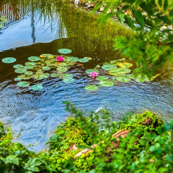 Ein ruhiger Teich mit mehreren rosa Seerosen auf dem Wasser, umgeben von üppigen grünen Pflanzen und Felsen.