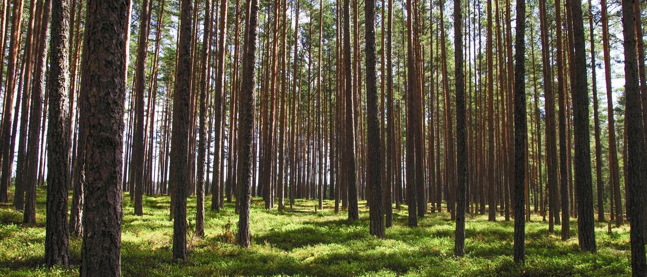 Bild enthält, Tree, Vegetation, Grove, Land, Nature, Outdoors, Woodland, Scenery, Pine, Tree Trunk