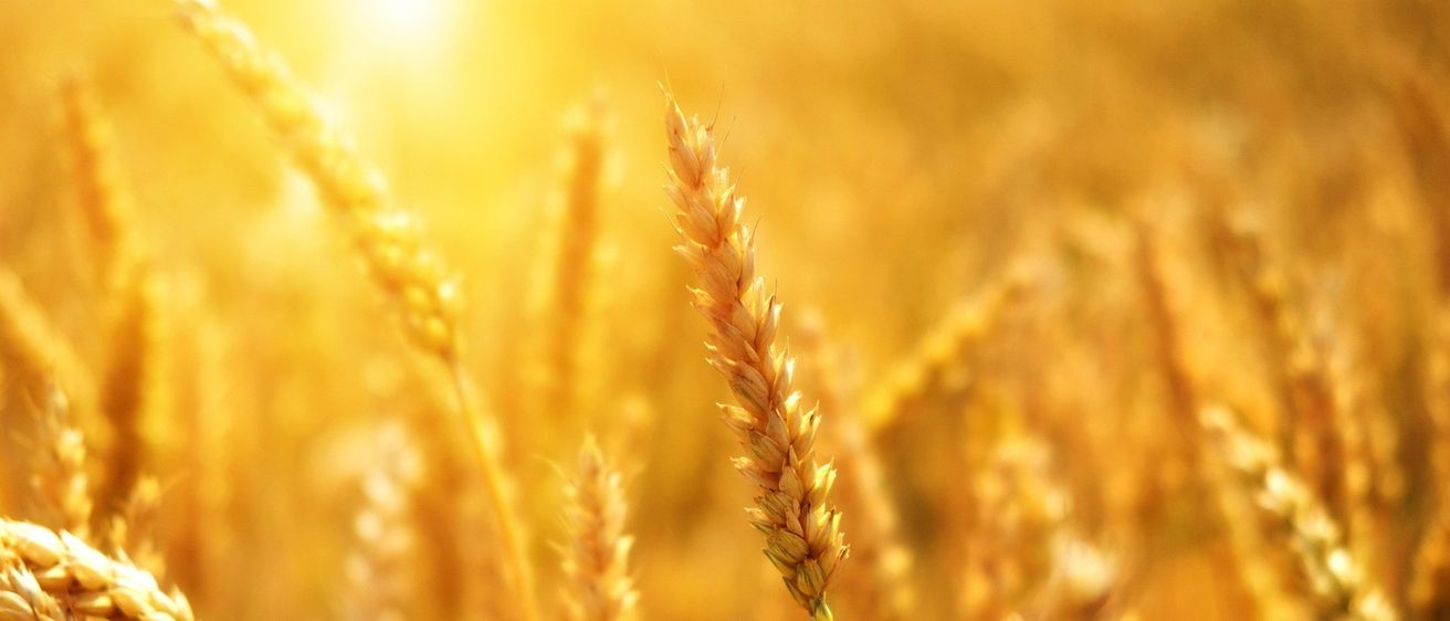 Ein Nahaufnahme von goldenen Weizenfeldern unter einer hellen, warmen Sonne. Die Weizenhalme sind golden und scheinen voll ausgereift zu sein.