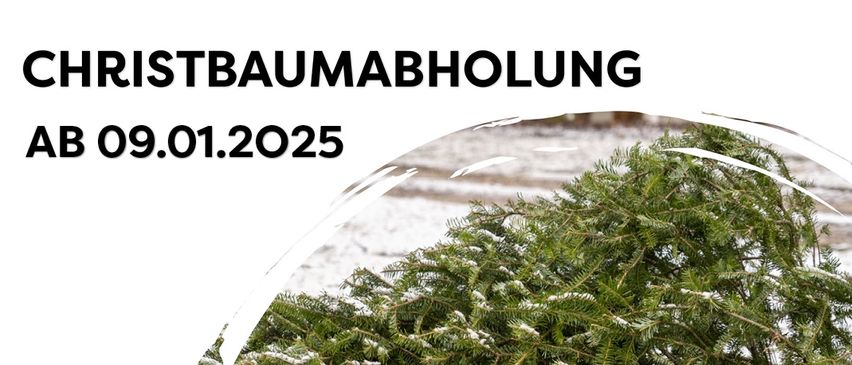 Bild enthält, Plant, Tree, Fir, Ice, Vegetation, Outdoors, Nature, Weather, Conifer, Pine