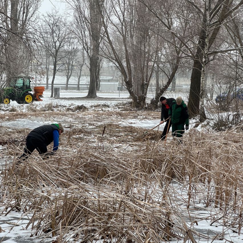 Drei Personen in Winterkleidung sind draußen und arbeiten in einem verschneiten Bereich. Sie haben Schaufeln und sind von hohem, trockenem Gras umgeben. Hinter ihnen befindet sich ein Traktor und ein Gebäude.