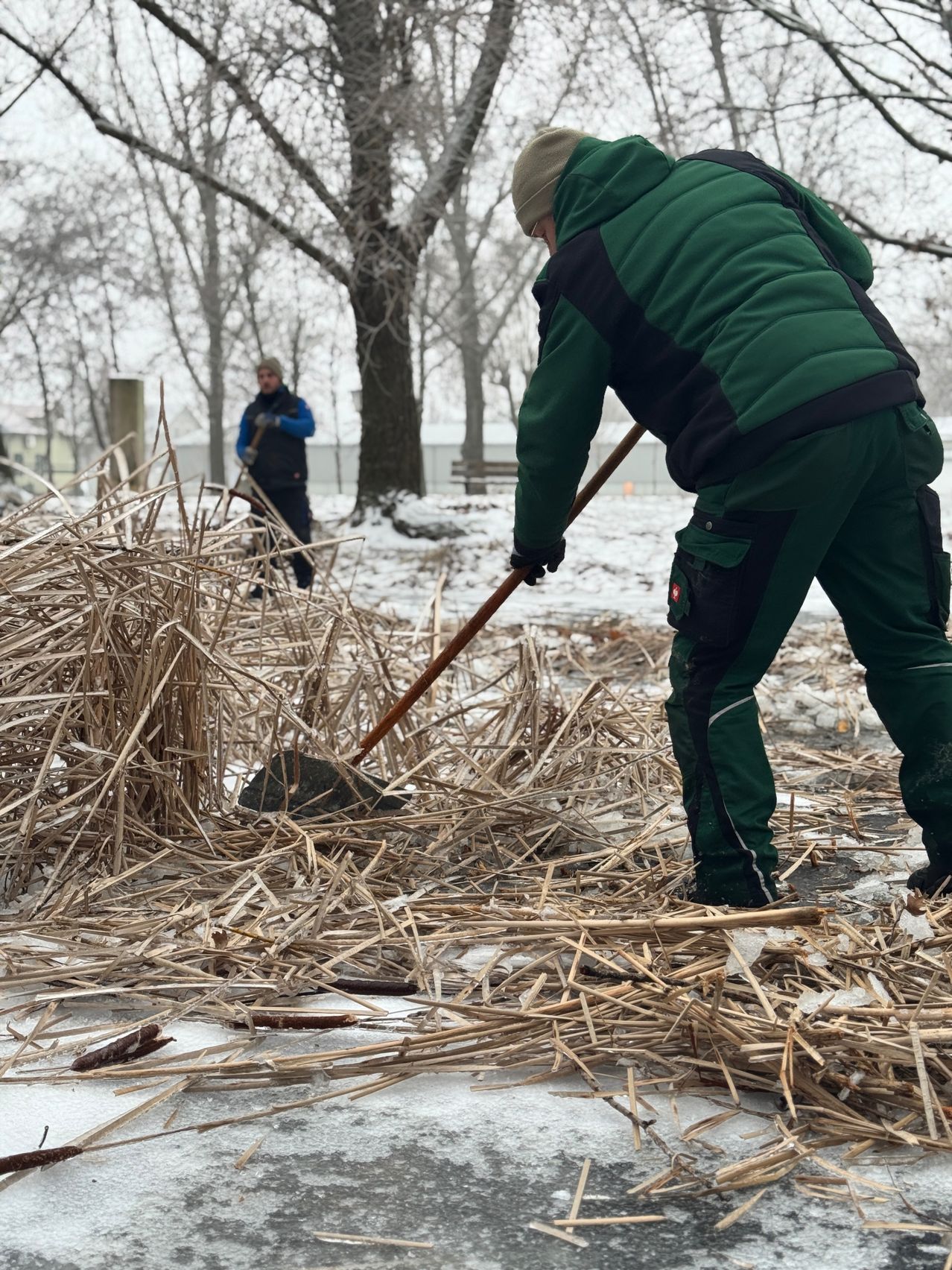 Zwei Männer sind draußen im Schnee und räumen trockenes Schilf mit Schaufeln weg. Ein Mann trägt eine grüne Jacke und der andere eine blaue Jacke. Bäume und ein Gebäude sind im Hintergrund.