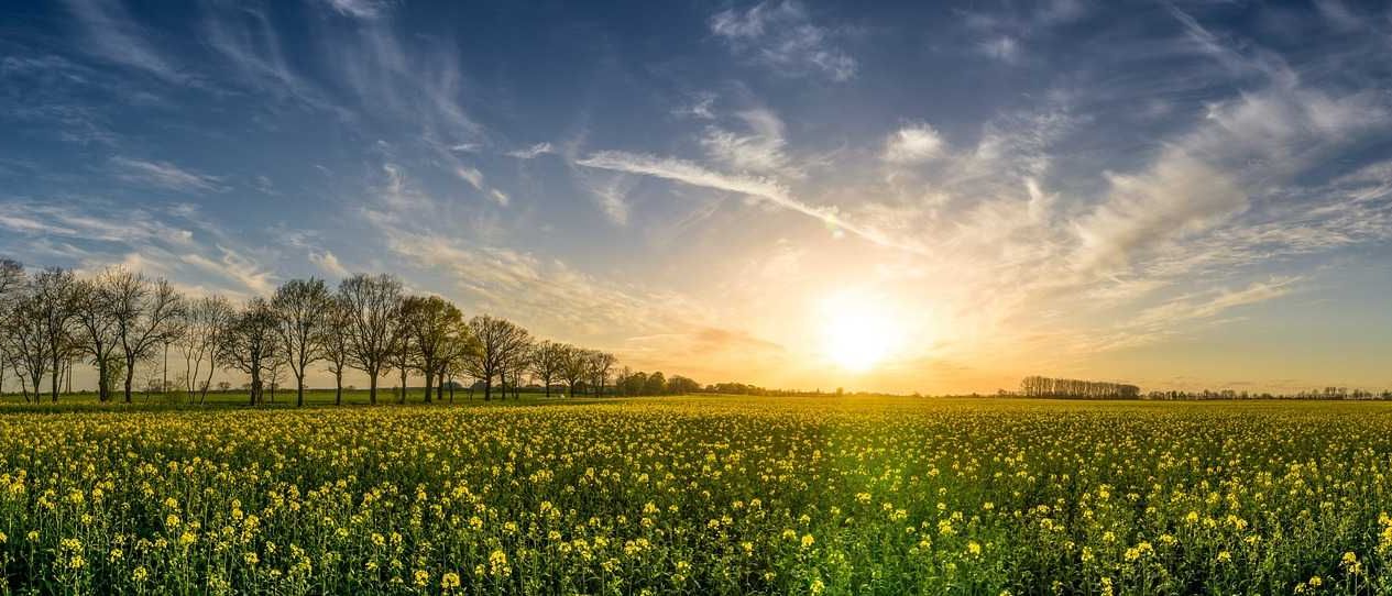 oilseed-rape-2135026_1280