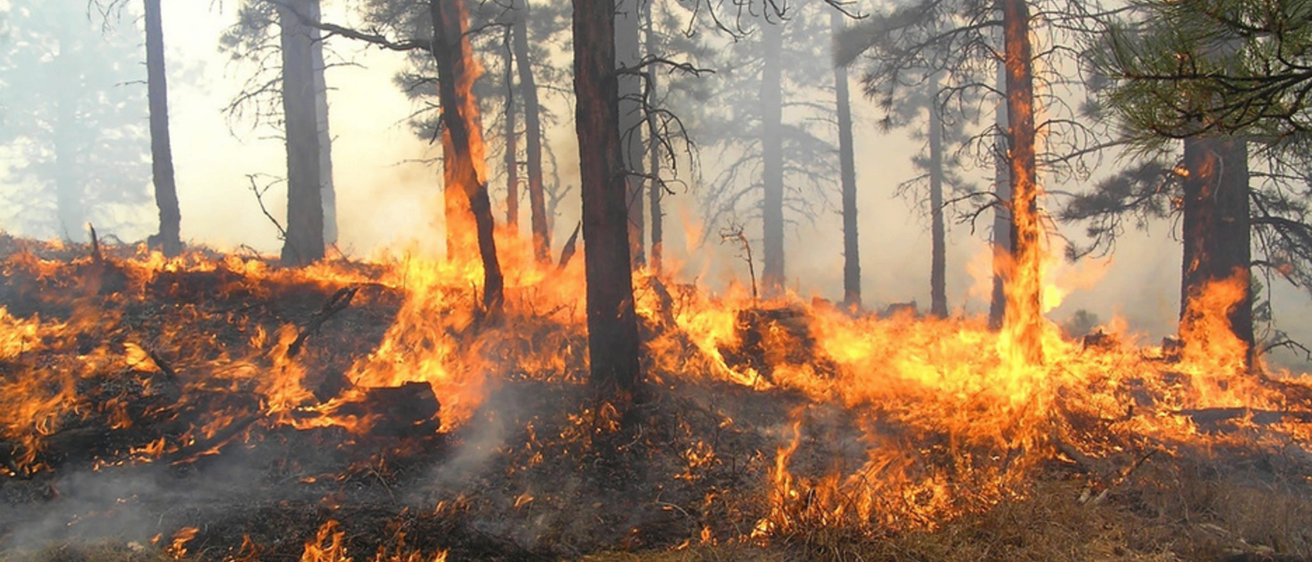 Ein Waldbrand brennt durch einen Wald mit intensiven Flammen, verzehrt Bäume und Vegetation, umgeben von Rauch und verbrannten Überresten.