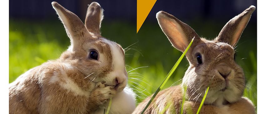 Zwei Kaninchen sitzen auf einer Rasenfläche. Eines schaut in die Kamera, während das andere nach rechts schaut. Über ihnen befindet sich eine Sprechblase mit dem Wort Psssss.