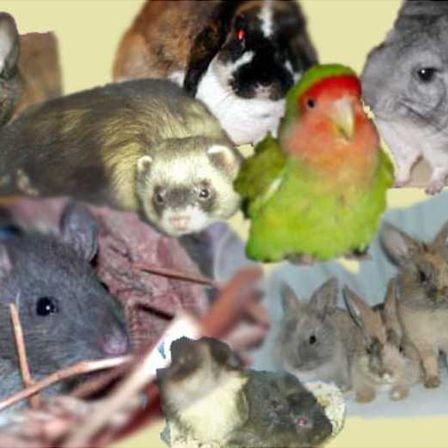 Bild enthält, Animal, Mammal, Rat, Rodent, Bird, Kangaroo