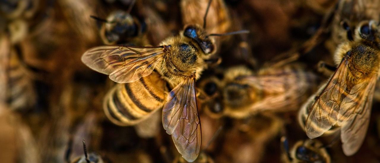 Bild enthält, Animal, Bee, Honey Bee, Insect, Invertebrate, Apidae, Wasp, Bumblebee