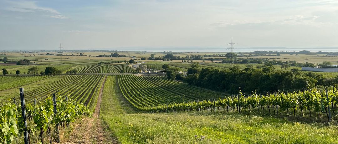 Bild enthält, Nature, Outdoors, Countryside, Rural, Horizon, Sky, Farm, Field, Car, Vineyard