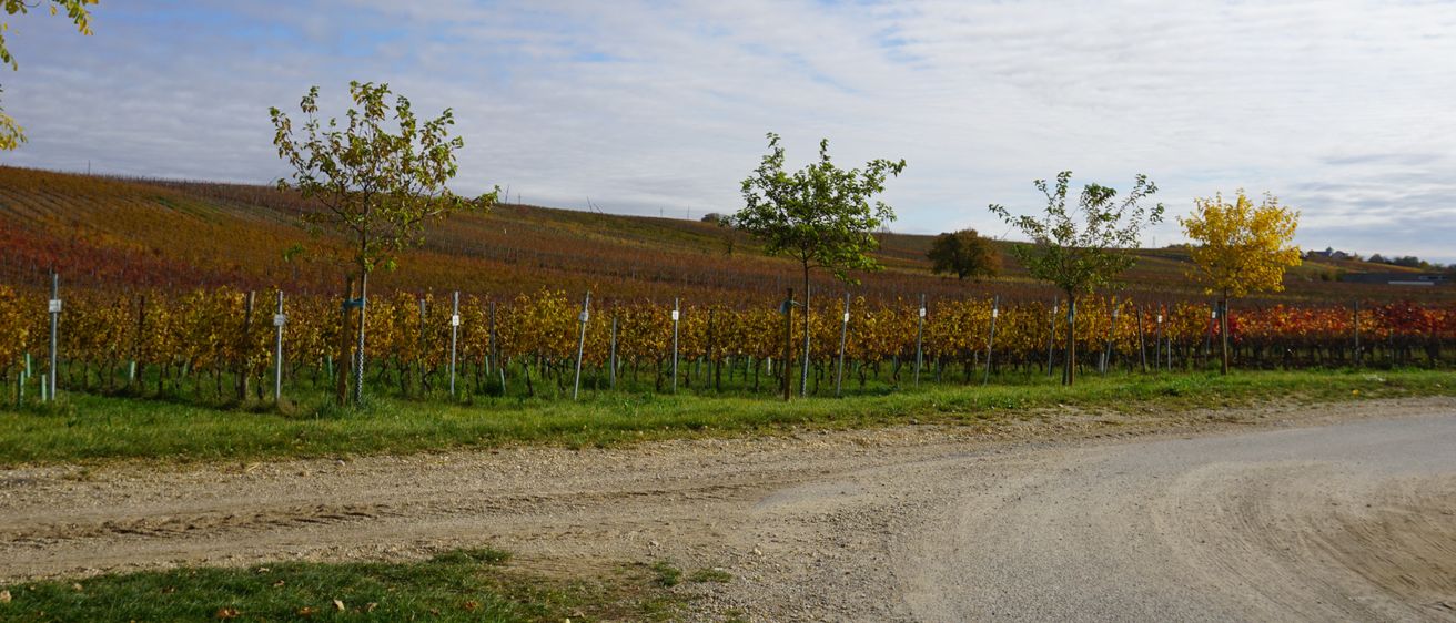 Ein Weinberg mit Bäumen und einem Feldweg unter einem blauen Himmel mit Wolken. Die Bäume haben gelbe Blätter, und der Weinberg ist von grünem Gras umgeben.