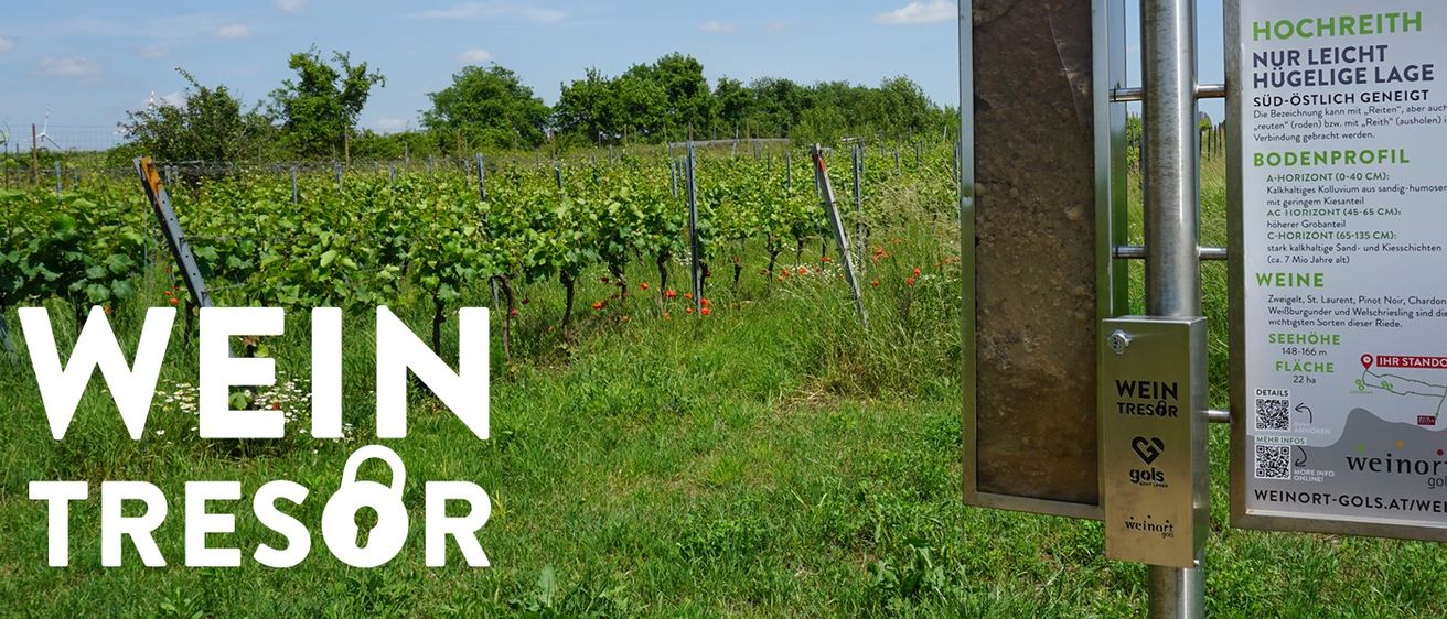Ein Weinberg mit Reihen von Weinreben, die von Metallpfählen gestützt werden, ein Schild mit den Worten 'WEIN' und 'gols' mit einem Logo auf einem Pfahl im Vordergrund.