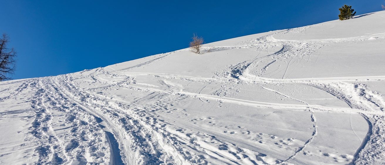 Ein verschneiter Hügel mit Reifenspuren und einem einsamen Baum, unter einem klaren blauen Himmel.
