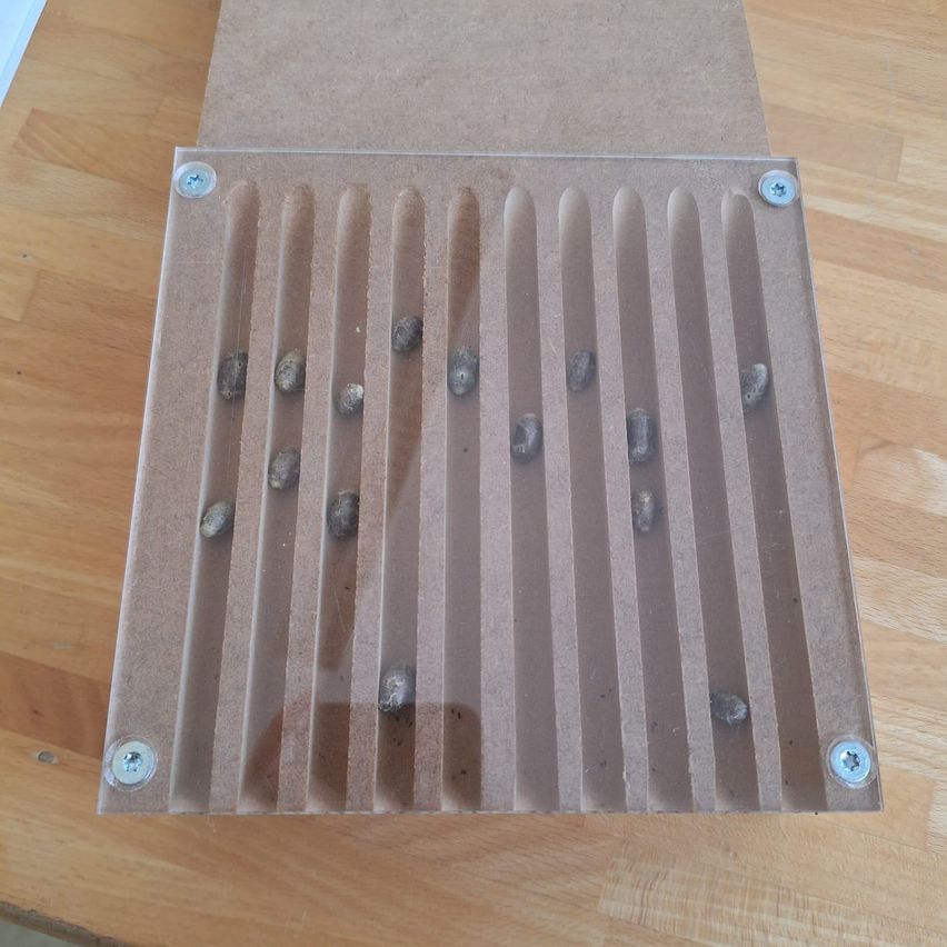 Ein rechteckiges Objekt aus Pappe und Kunststoff liegt auf einem Holztisch. Es hat mehrere Fächer, die jeweils einige kleine, runde Objekte enthalten.