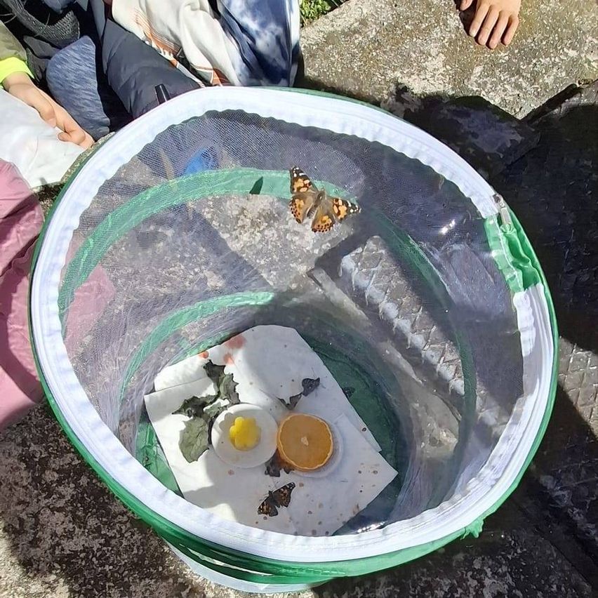 Ein grünes Schmetterlingsnetz mit einem darauf ruhenden Schmetterling, auf einem Felsen platziert, enthält ein Blatt, ein gelbes Objekt und eine Orange.