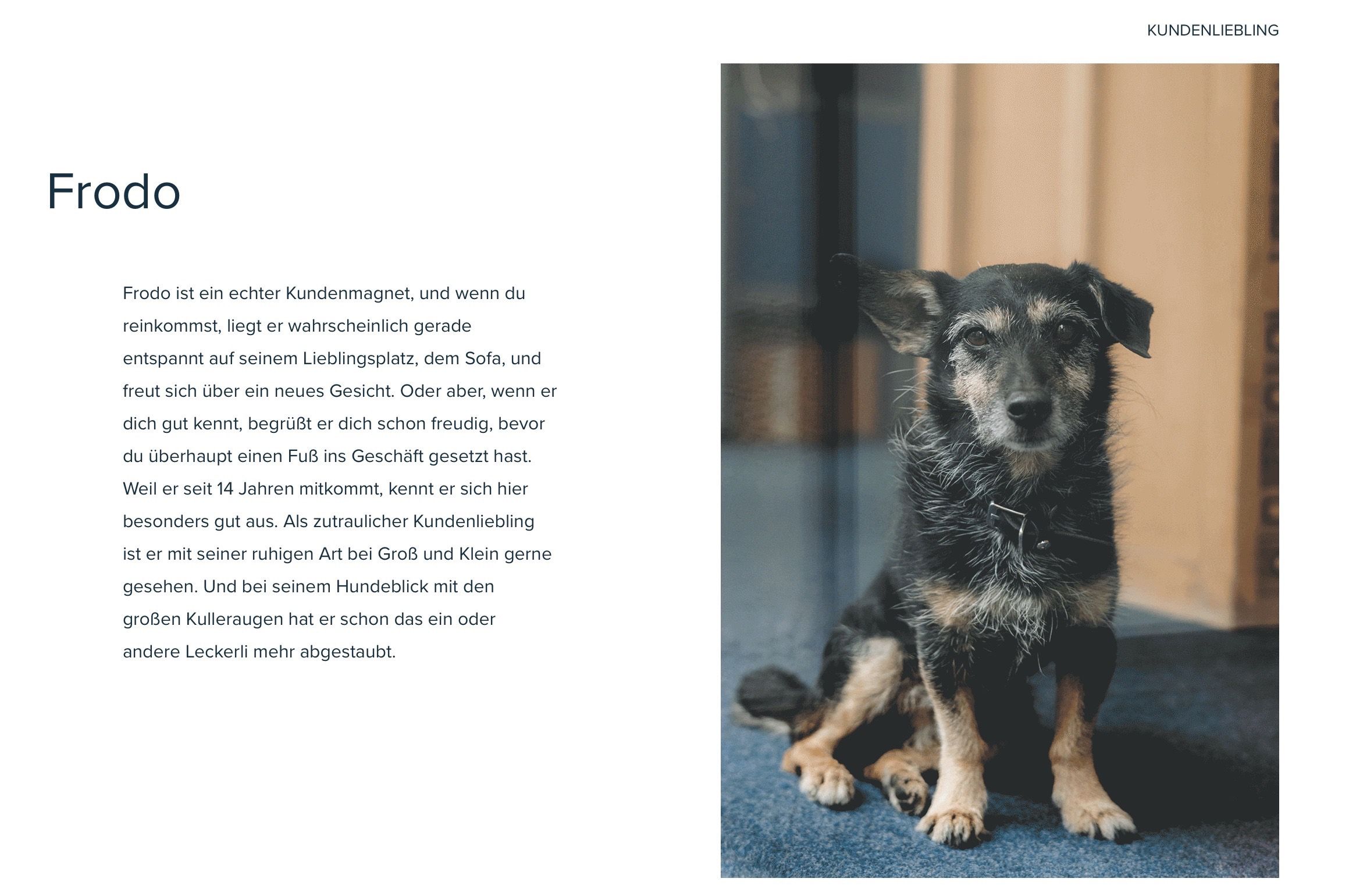 Ein Hund sitzt auf einem blauen Teppich und schaut nach links. Er scheint nasses Fell zu haben, und sein Fell ist schwarz und weiß. Die Augen des Hundes sind braun, und er scheint etwas zu beobachten. Der Mund des Hundes ist leicht geöffnet, und er scheint auf etwas zu warten.