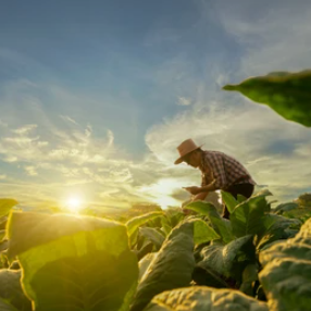 v1_migrated_image_71974788