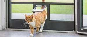 Katze kommt durch ISN Katzenklappe in den Raum