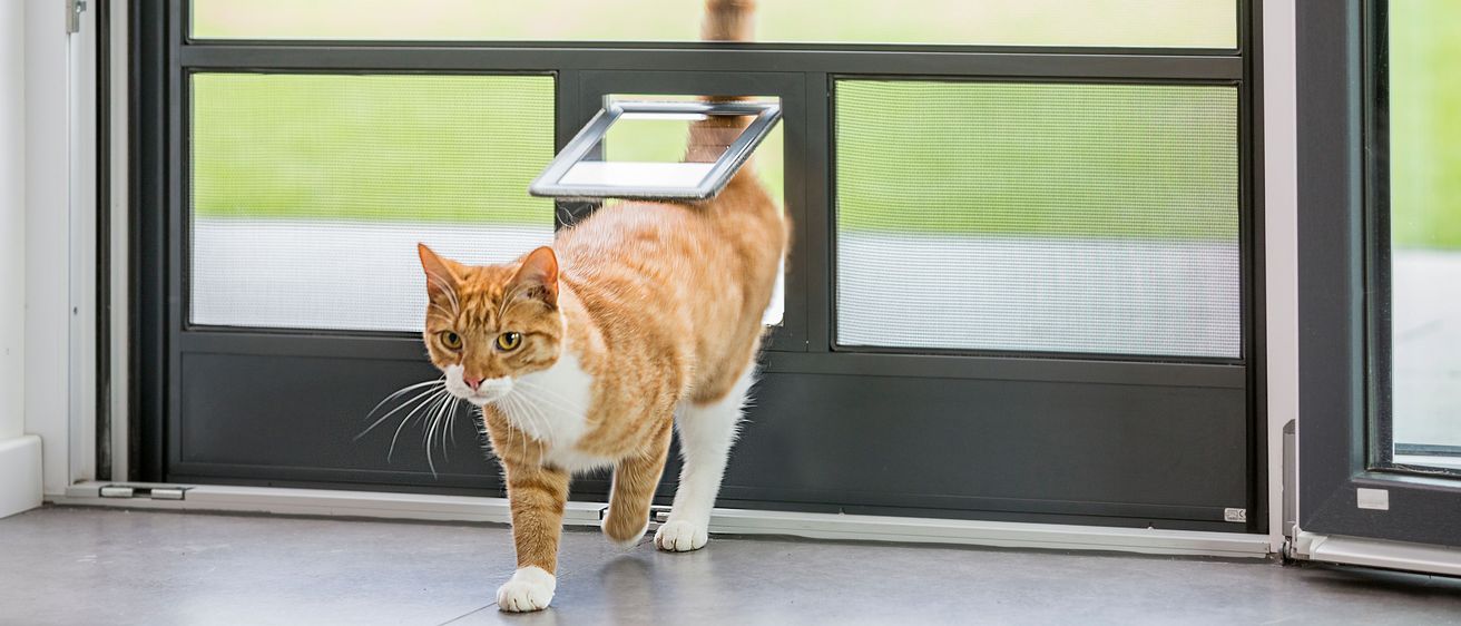 Katze kommt durch ISN Katzenklappe in den Raum