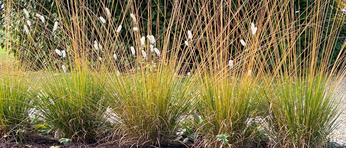 Bild enthält, Grass, Vegetation, Land, Nature, Outdoors, Tree, Woodland, Lawn, Person