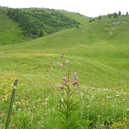 Bild enthält, Field, Grassland, Nature, Outdoors, Countryside, Meadow, Pasture, Grass, Slope, Landscape