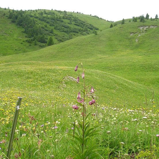 Bild enthält, Field, Grassland, Nature, Outdoors, Countryside, Meadow, Pasture, Grass, Slope, Landscape