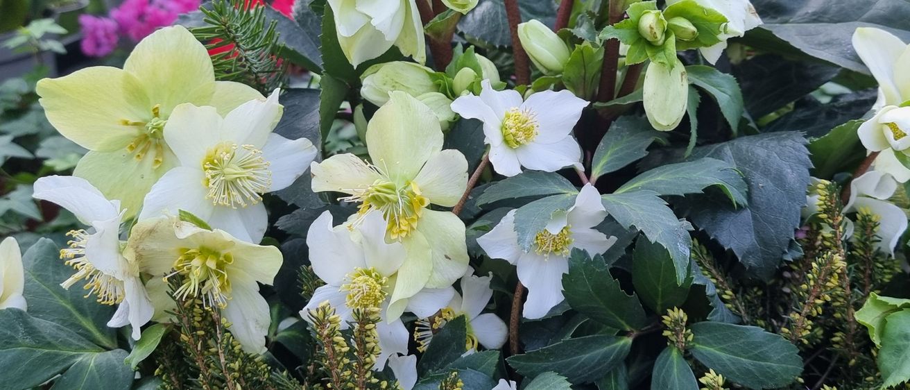 Ein Nahaufnahme mehrerer weißer und gelber Christrose-Blüten mit grünen Blättern, die ihre komplizierten Blütenblätter und gelben Zentren zeigen, vor einem Hintergrund aus leuchtenden lila und roten Blumen.