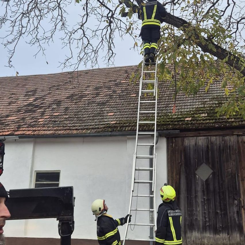 Feuerwehrleute klettern auf einer Leiter in der Nähe eines Gebäudes, einer von ihnen ist auf einem Ast.