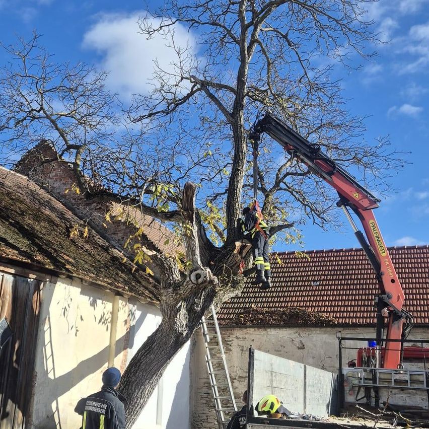 Feuerwehrleute benutzen einen Kran, um einen großen Baum in der Nähe eines Gebäudes zu fällen. Ein Feuerwehrmann ist auf dem Baum, während ein anderer auf einer Leiter steht.