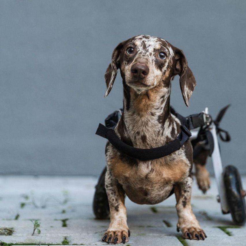 Ein Dackel mit Flecken trägt ein schwarzes Geschirr und benutzt einen Rollstuhl.