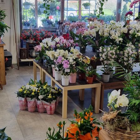 Flower, Flower Arrangement, Plant, Flower Bouquet, Potted Plant, Ikebana, Outdoors, Garden, Nature, Leaf