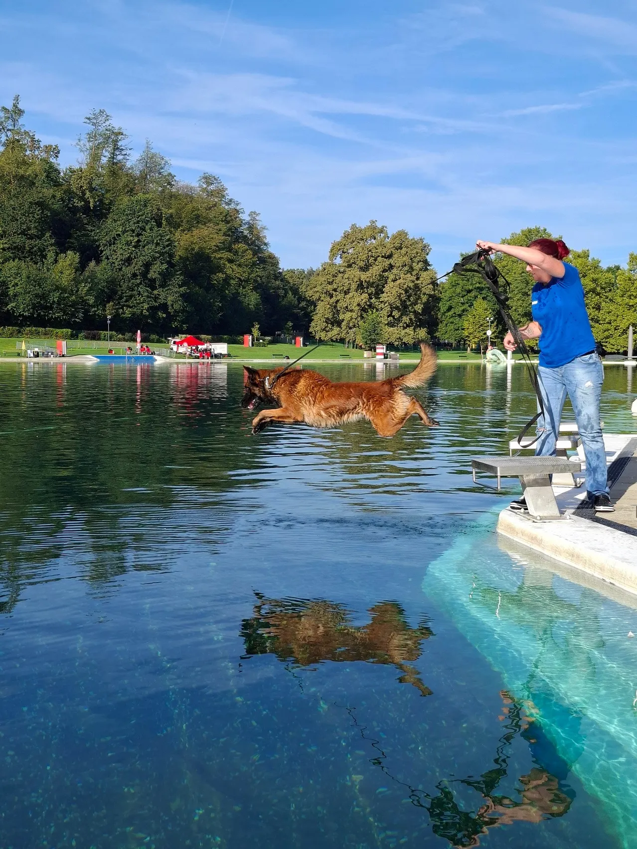 Eine Frau in einem blauen Shirt trainiert ihren braunen Hund, in einen See zu springen.