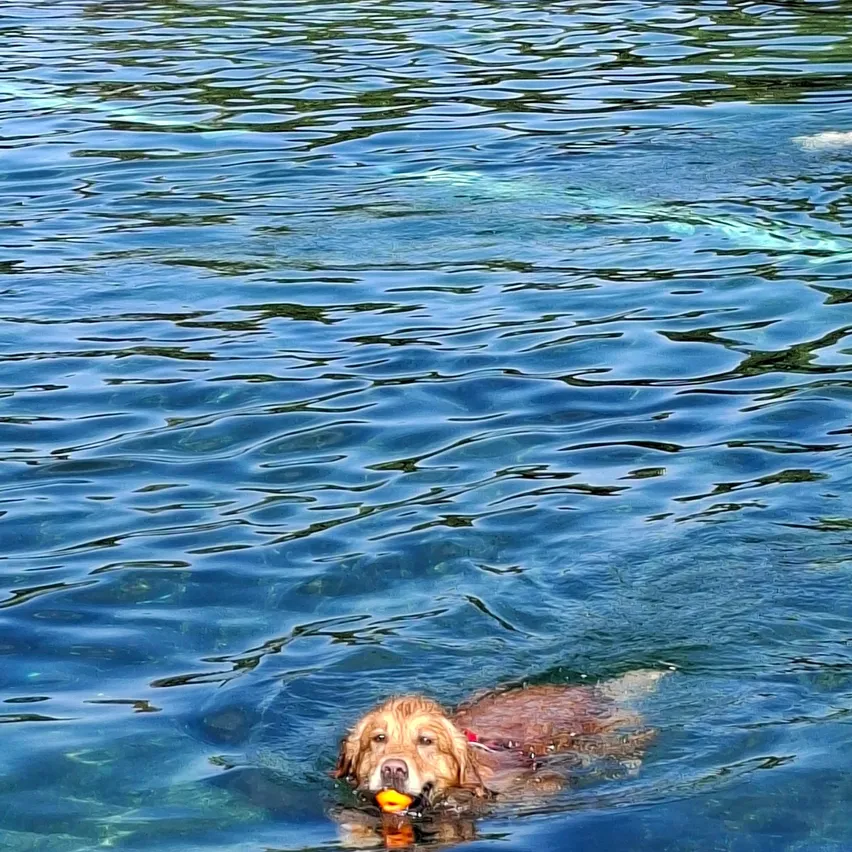 Ein Golden Retriever schwimmt in einem See mit einem gelben Ball im Maul. Das Wasser ist klar und blau.