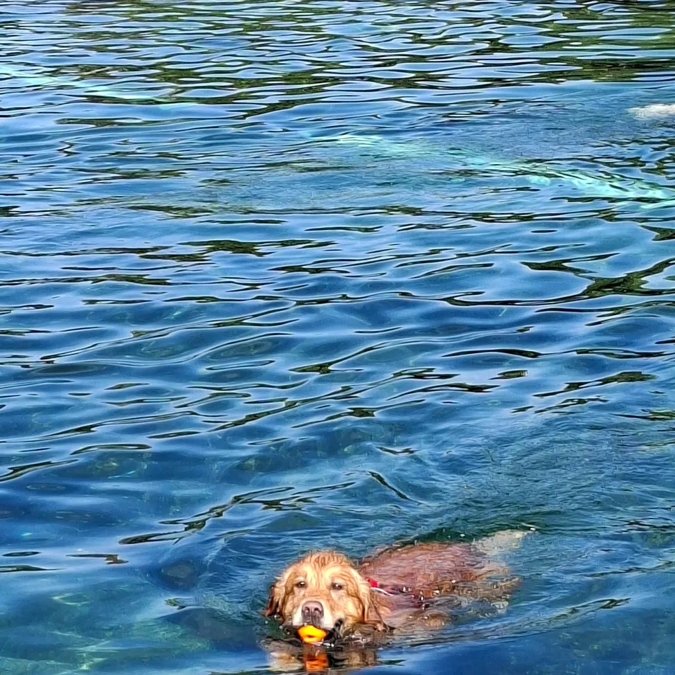 Ein Golden Retriever schwimmt in einem See mit einem gelben Ball im Maul. Das Wasser ist klar und blau.