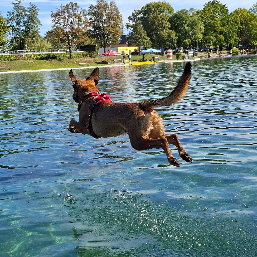 Ein brauner Hund mit rotem Geschirr springt in einen See und spritzt Wasser. Im Hintergrund sind Bäume und ein gelbes Gebäude zu sehen.